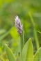 Helm-Knabenkraut (Orchis militaris)