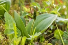 Großes Zweiblatt (Listera oeiblatvata)