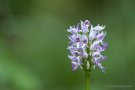 Affen-Knabenkraut (Orchis simia)