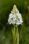 Weiße Pyramide (Anacamptis pyramidalis)