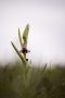 0430_R5W_1403-1413_InsectiferaXFuciflora
