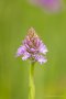 Pyramiden-Spitzorchis (Anacamptis pyramidalis)