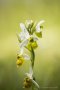 Gelbe Hummel-Ragwurz  (Ophrys holoserica)