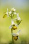 Gelbe Hummel-Ragwurz  (Ophrys holoserica)