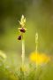 Hybride aus Hummel- und Fliegen-Ragwurz