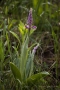 Helm-Knabenkraut (Orchis militaris)