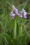 Helm-Knabenkraut (Orchis militaris)