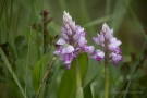 Helm-Knabenkraut (Orchis militaris)