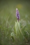 Helm-Knabenkraut (Orchis militaris)