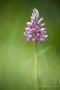 Helm-Knabenkraut (Orchis militaris)