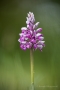 Helm-Knabenkraut (Orchis militaris)