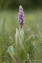 Helm-Knabenkraut (Orchis militaris)