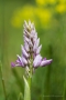 Helm-Knabenkraut (Orchis militaris)