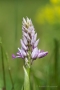 Helm-Knabenkraut (Orchis militaris)