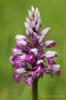 Helm-Knabenkraut (Orchis militaris)