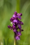 Kleines Knabenkraut (Anacampis morio)