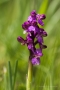 Kleines Knabenkraut (Anacampis morio)