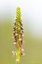 Ohnhorn - Hängender Mensch (Aceras anthropophorum)