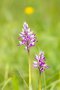 Helm-Knabenkraut (Orchis militaris)