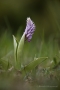 Helm-Knabenkraut (Orchis militaris)