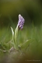 Helm-Knabenkraut (Orchis militaris)