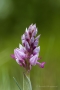 Helm-Knabenkraut (Orchis militaris)