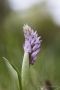 Helm-Knabenkraut (Orchis militaris)