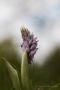 Helm-Knabenkraut (Orchis militaris)