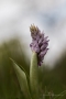 Helm-Knabenkraut (Orchis militaris)