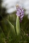 Helm-Knabenkraut (Orchis militaris)