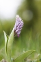 Helm-Knabenkraut (Orchis militaris)