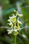 Blasses Knabenkraut (Orchis pallens)