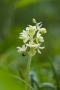 Blasses Knabenkraut (Orchis pallens)