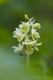 Blasses Knabenkraut (Orchis pallens)