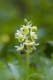 Blasses Knabenkraut (Orchis pallens)