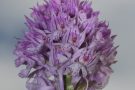 Dreizähniges Knabenraut (2017)