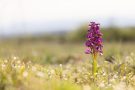 Orchis Morio - Kleines Knabenkraut