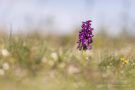 Orchis Morio - Kleines Knabenkraut