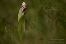 Orchis mascula - Manns-Knabenkraut