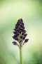 Purpur-Knabenkraut (Orchis purpurea)