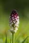 Brand-Knabenkraut (Neotinea ustulata)