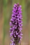 Fleischfarbenes Knabenkraut (Dactylorhiza incarnata)