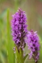 Fleischfarbenes Knabenkraut (Dactylorhiza incarnata)