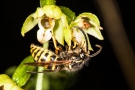 Breitblättrige Stendelwurz (Epipactis helleborine) mit Wespe