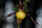 Gelber Frauenschuh (Cypripedium calceolus)