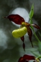 Gelber Frauenschuh (Cypripedium calceolus)