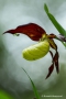 Gelber Frauenschuh (Cypripedium calceolus) mit Spinne im NSG-Schopfeln-Rehletal