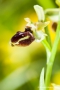 Große Spinnen-Ragwurz (Ophrys sphegodes)