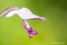 Helm-Knabenkraut (Orchis militaris)