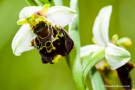 Hummel-Ragwurz (Ophrys holoserica)